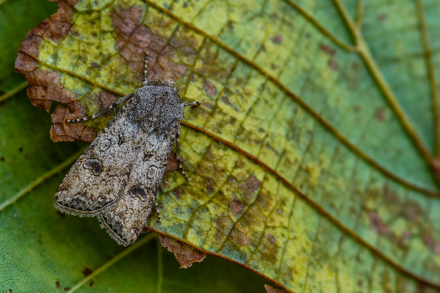 Agrotis segetum - vetési földibagoly