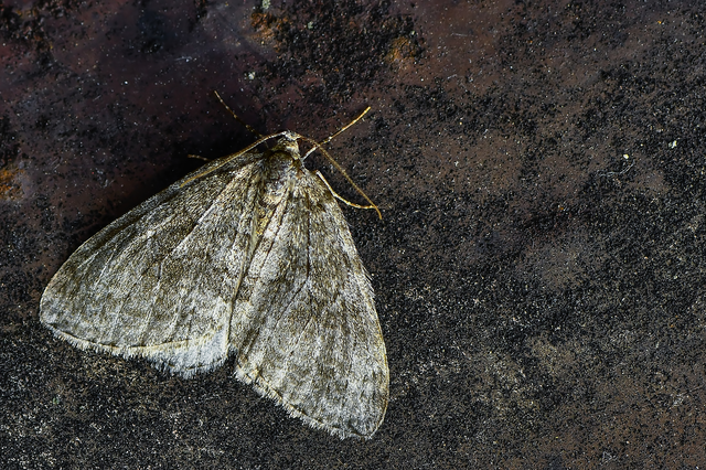 Epirrita christyi/dilutata