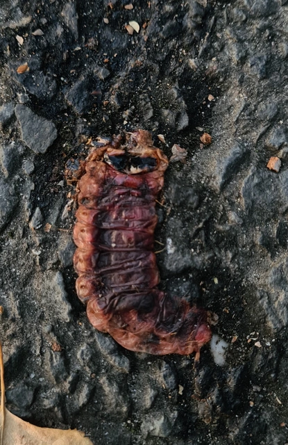 Cossus cossus - fűzfarontólepke