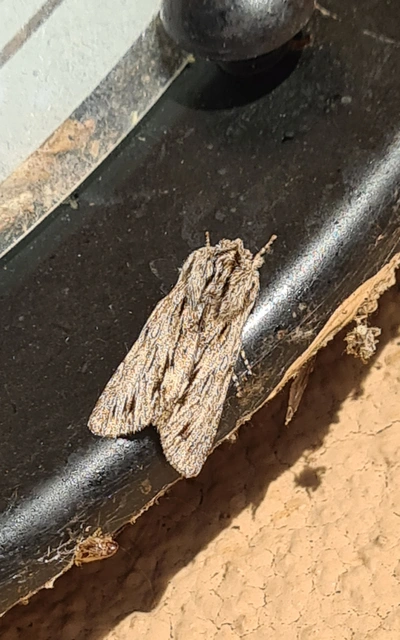 Asteroscopus sphinx - csillagnéző bundásbagoly