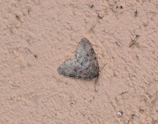 Epirrita christyi/dilutata