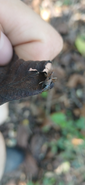 Himacerus