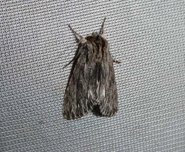 Asteroscopus sphinx - csillagnéző bundásbagoly