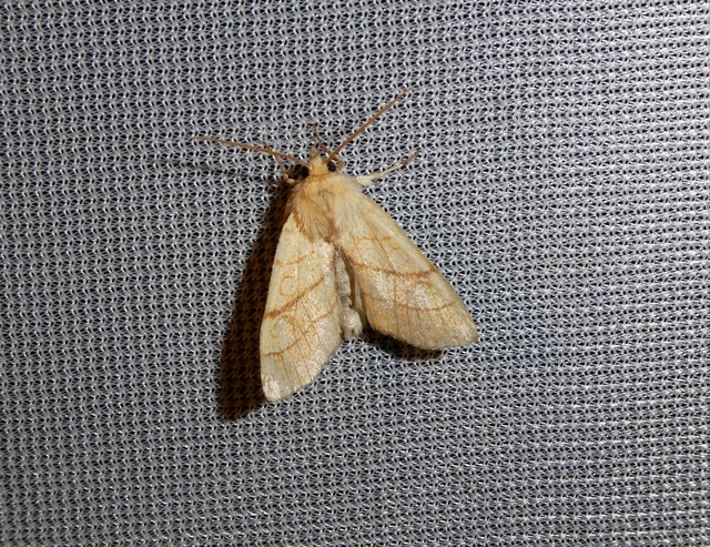 Tiliacea citrago - citromszínű sárgabagoly