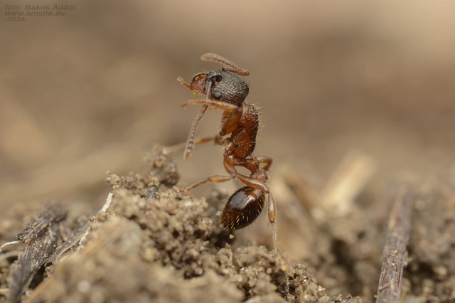 Myrmica schencki - kétszínű bütyköshangya
