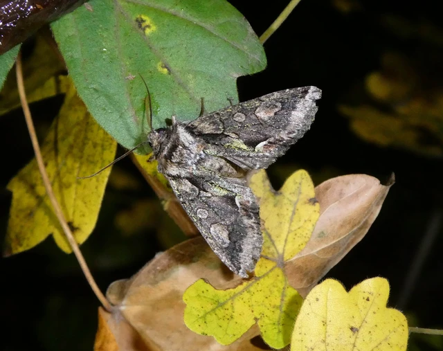 Allophyes oxyacanthae - galagonyabagoly
