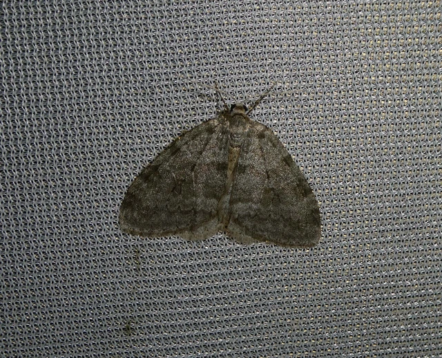 Epirrita christyi/dilutata