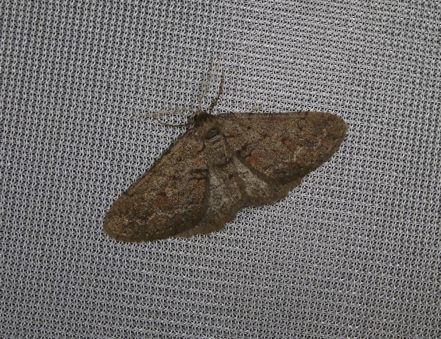 Agriopis bajaria - kökény-téliaraszoló