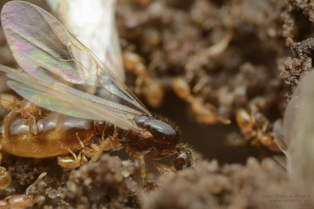 Solenopsis fugax - tolvajhangya