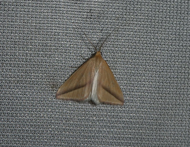 Rhodometra sacraria - rózsacsíkos araszoló