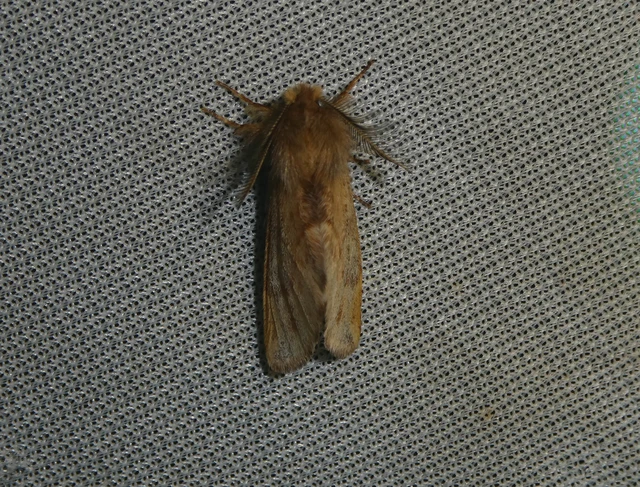 Ptilophora plumigera - tollas púposszövő