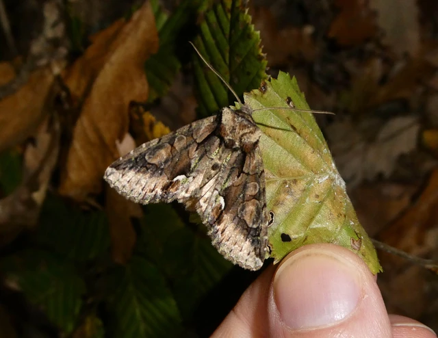 Allophyes oxyacanthae - galagonyabagoly