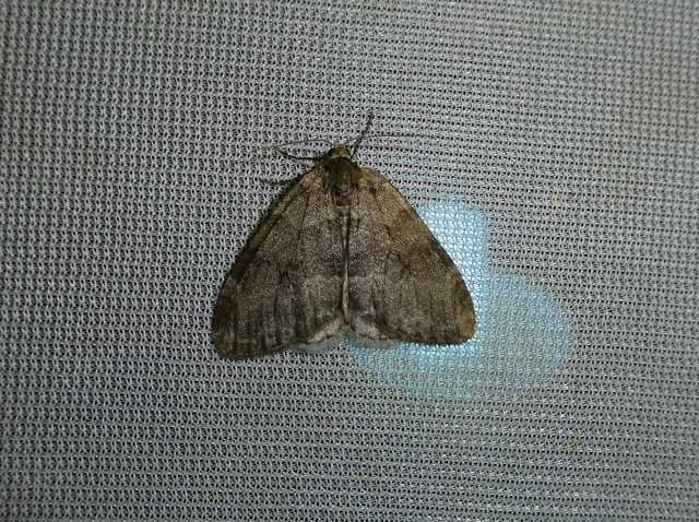 Epirrita christyi/dilutata