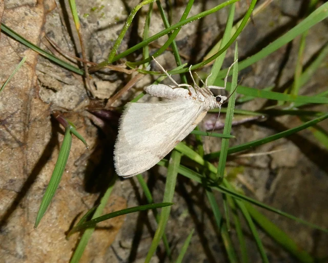 Pennithera firmata - sárgásvörös fenyőaraszoló