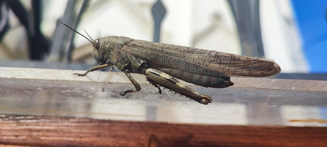 Anacridium aegyptium - egyiptomi sáska