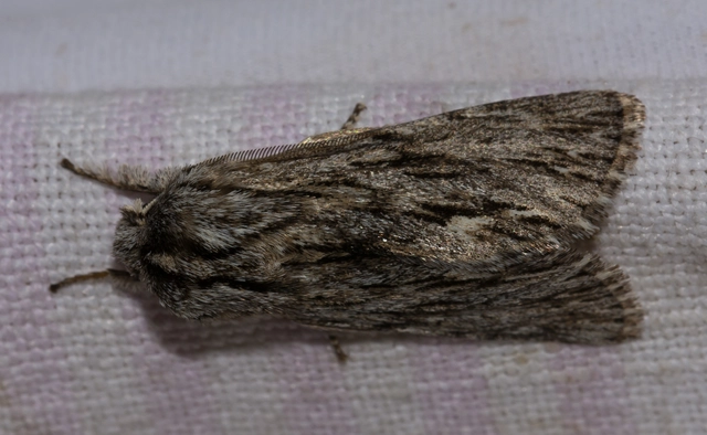 Asteroscopus sphinx - csillagnéző bundásbagoly