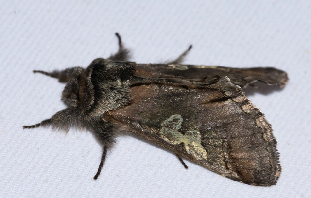 Diloba caeruleocephala - őszi kékesbagoly