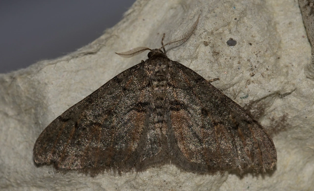 Agriopis bajaria - kökény-téliaraszoló
