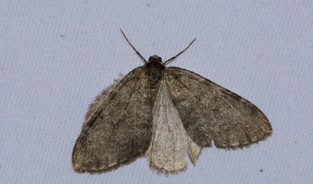 Epirrita christyi/dilutata