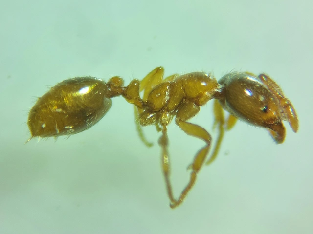 Solenopsis fugax - tolvajhangya