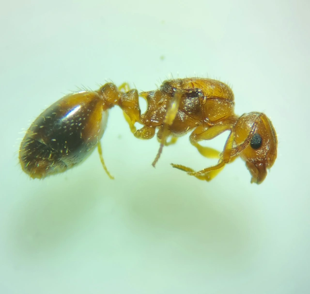 Temnothorax crassispinus - gubacslakó kéreghangya