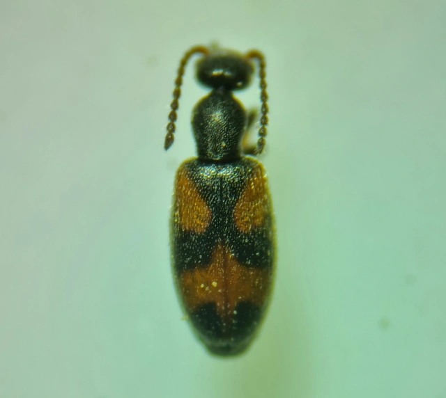 Anthicus antherinus - közönséges fürgebogár