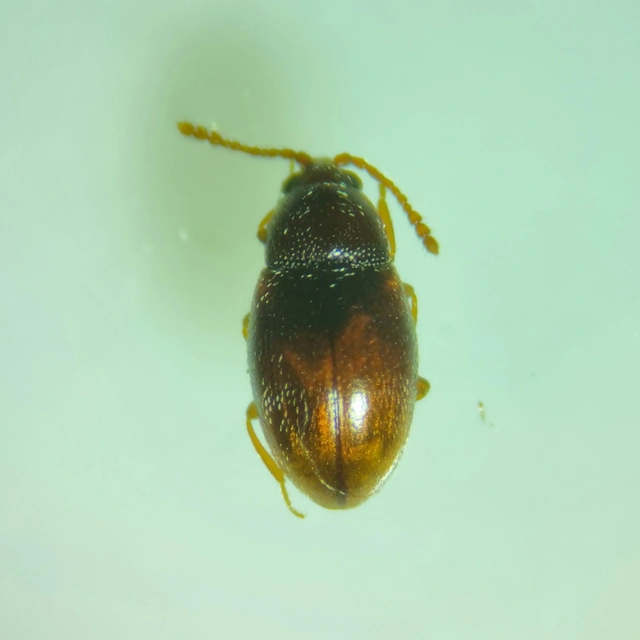 Cryptophagidae - penészbogárfélék