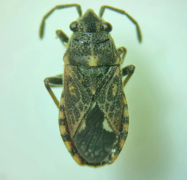 Lygaeosoma sardeum - közönséges rácsosbodobács