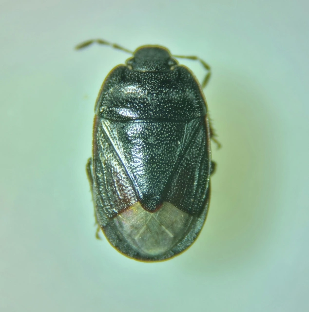 Ochetostethus opacus - törpe földipoloska