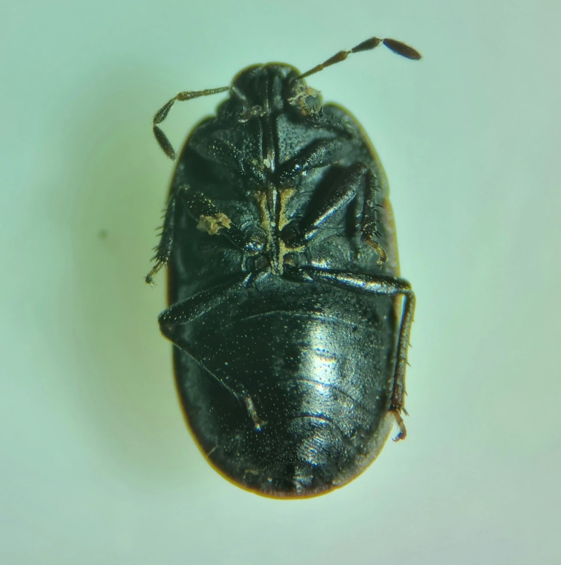Ochetostethus opacus - törpe földipoloska