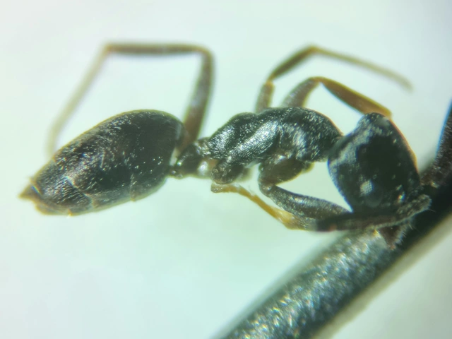Tapinoma erraticum - kóborhangya