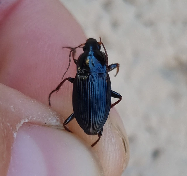 Calathus fuscipes - sokpontos tarfutó