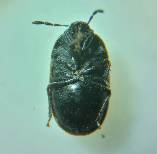 Ochetostethus opacus - törpe földipoloska