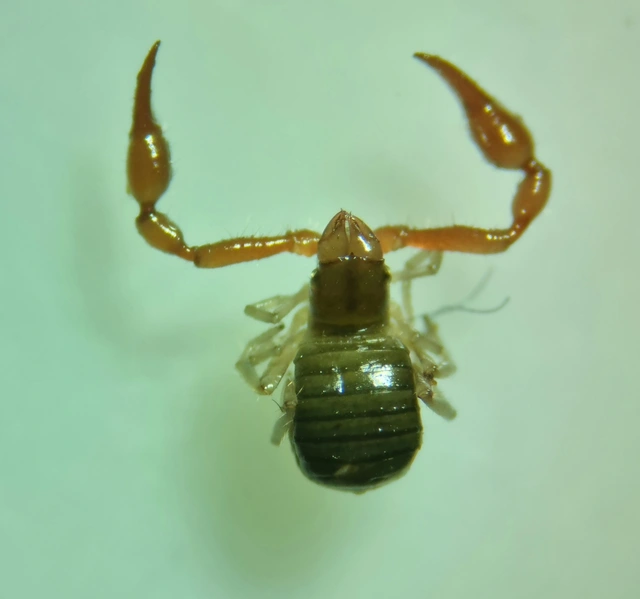 Pseudoscorpionida - Álskorpiók
