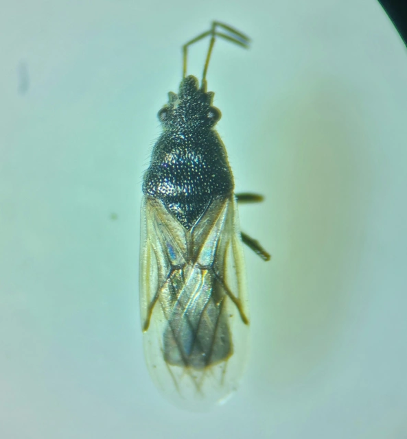 Metopoplax origani - szélesfejű bodobács