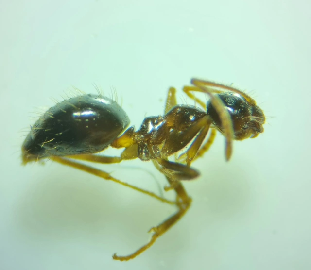 Prenolepis nitens - ragyogóhangya