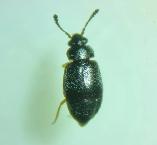 Proteinus brachypterus - közönséges sutaholyva