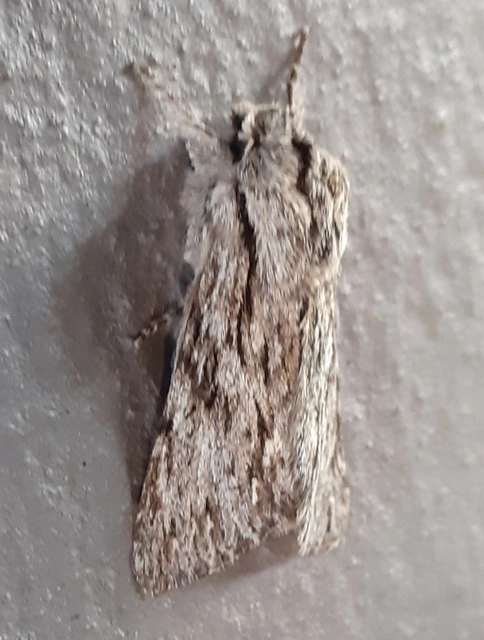 Asteroscopus sphinx - csillagnéző bundásbagoly