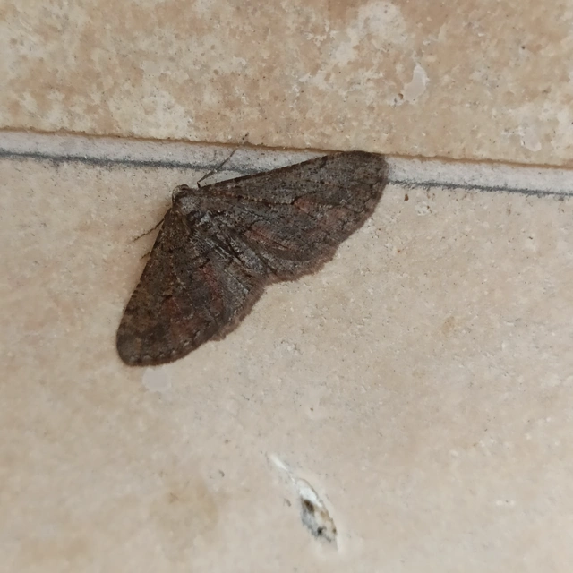 Agriopis bajaria - kökény-téliaraszoló