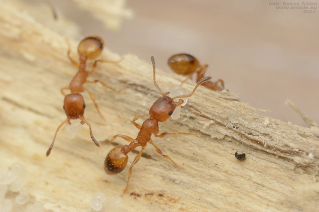 Temnothorax unifasciatus - gyűrűs kéreghangya