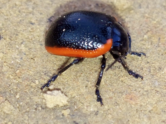 Chrysolina rossia - trapézhátú szegélyeslevelész