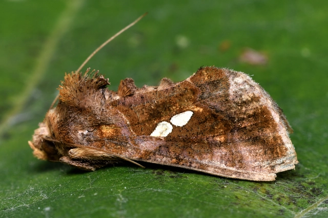Chrysodeixis chalcites - déli aranybagoly