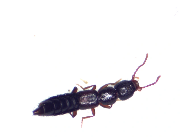 Medon brunneus - barna lombholyva