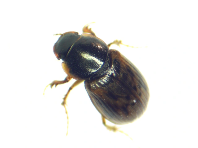 Aphodius obliteratus - sötétjegyű trágyabogár