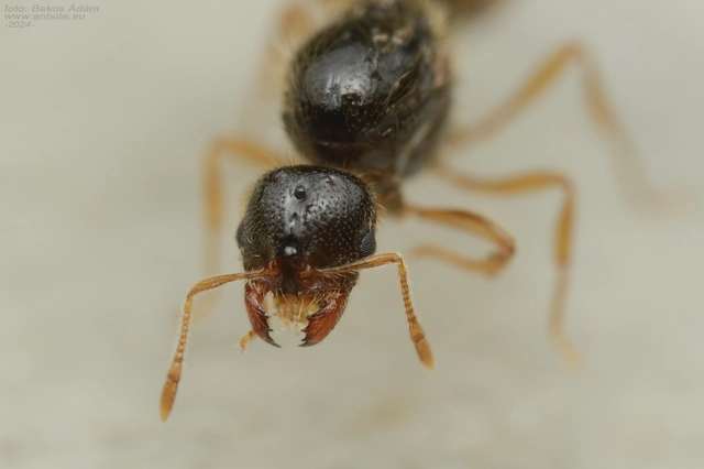 Solenopsis