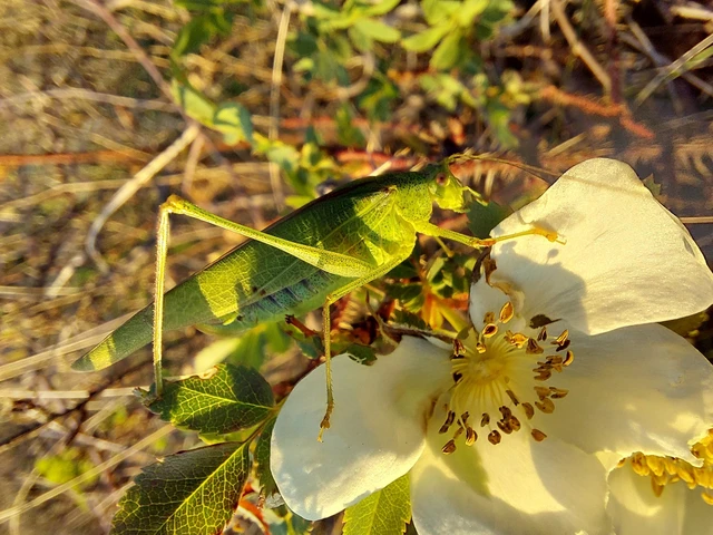 Phaneroptera nana - pontozott repülőszöcske