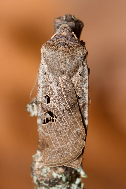 Conistra rubiginosa - szürke télibagoly