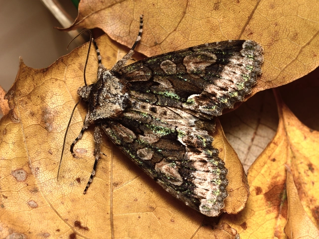Allophyes oxyacanthae - galagonyabagoly