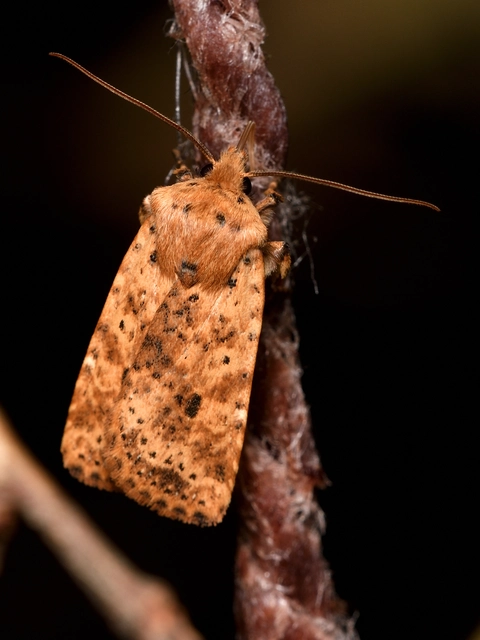 Conistra rubiginea - vörös őszibagoly