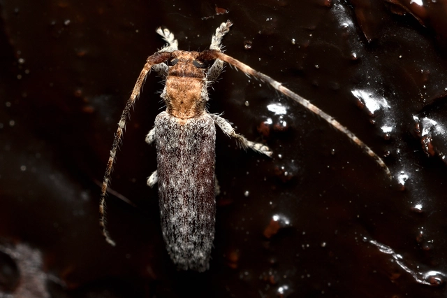 Deroplia genei - keskeny tölgycincér